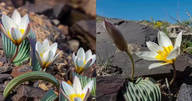 Алматылық фотограф жұмбақ қызғалдақтардың гүлдеуін көрсетті