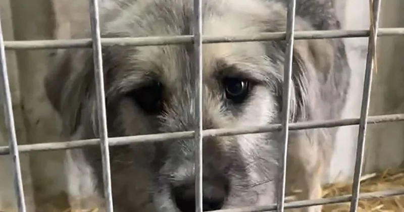 С истекающим сроком ожидания : алматинки купили дачу, чтобы спасти собак от усыпления