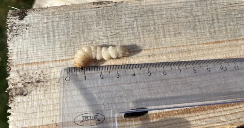 Ресейден әкелінген ағаштан карантиндік зиянкес табылды