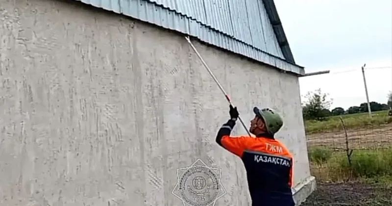 Змею поймали спасатели на карнизе частного дома в Талдыкоргане