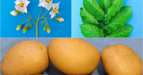 Казахстанские ученые вывели отечественный сорт картофеля