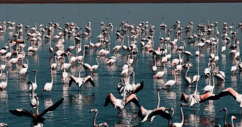 Миллионы кубометров воды сбросили в Коргалжынский заповедник для фламинго