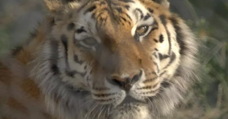 Үмітімізді ақтап келеді : ШЭФ да Ресейден әкелінген Амур жолбарысы туралы айтылды