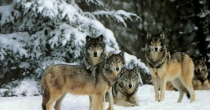 Сколько животных разрешено отстреливать в 2025 году