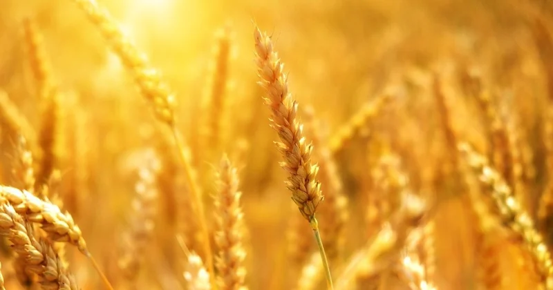 Қамба астыққа толды: елде егін жинау науқаны аяқталды