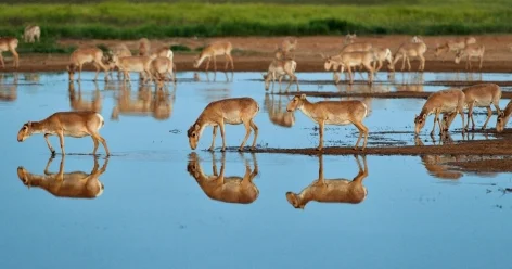 Численность диких животных внесут в специальную цифровую карту