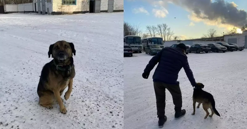 Павлодарлық Хатико түрмеден шыққан иесін қақпа алдынан күтіп алды
