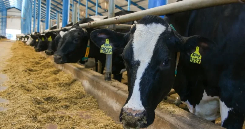 Субсидии не подарок, а инструмент выживания агропромышленного комплекса аграрии