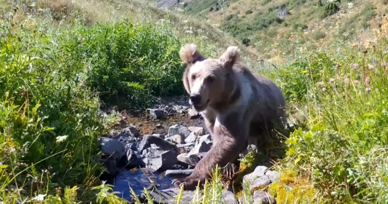 Ақсу Жабағылы қорығында санақ басталды