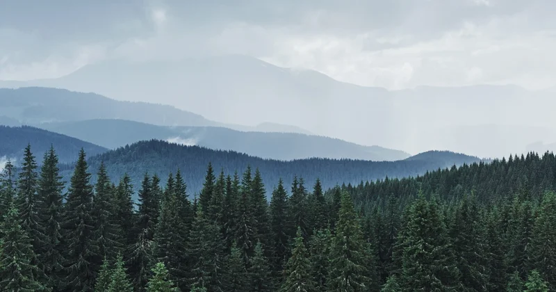 Климаттың өзгеруіне байланысты дүниежүзіндегі ормандарға үлкен қауіп төніп тұр