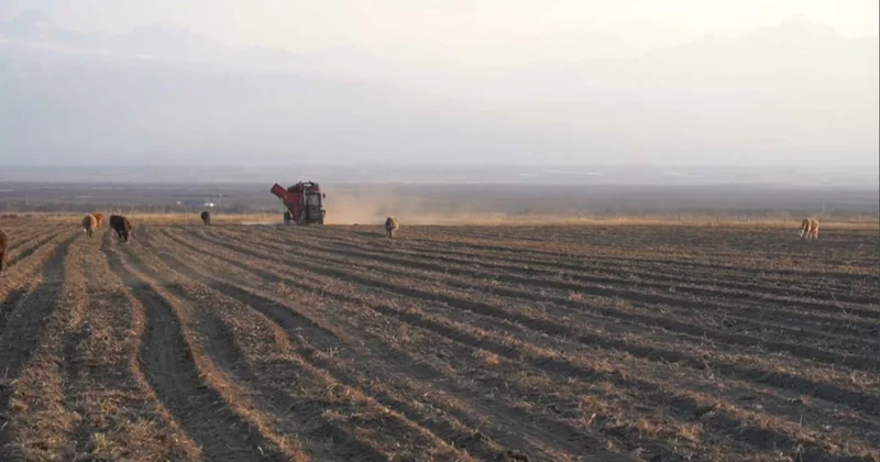 Агроөнеркәсіп кооперативі Рepsico компаниясымен келісімшарт жасасты