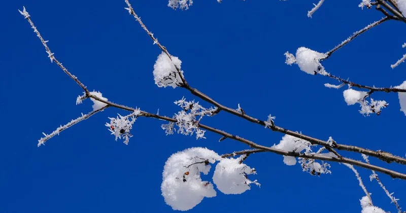Зима и осень в одном флаконе: в Шымкенте выпадет снег и потеплеет до +12