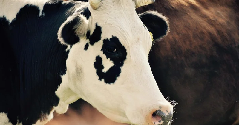 33 коровы погибли от неизвестного отравления в Акмолинской области