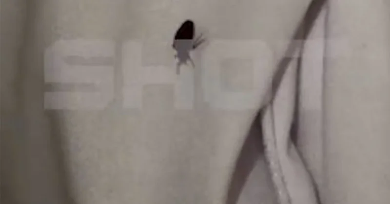 Клопы атаковали пятьзвездочные отели Египта