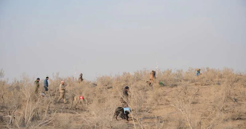 Охотничьи испытания казахского тазы провели в Алматинской области