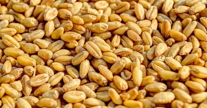 Тысячи вагонов с зерном на границе: Казахстан и Узбекистан договорились работать круглосуточно