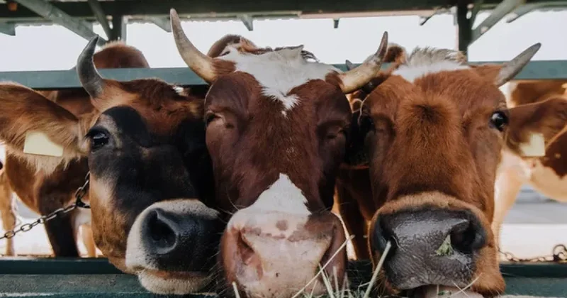 Ветеринары выясняют причины массовой гибели коров в Акмолинской области