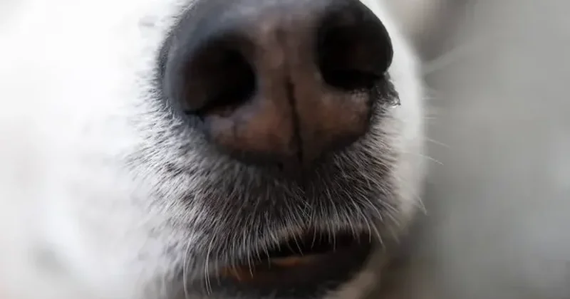 Собак убили средь бела дня на улице в Кызылорде