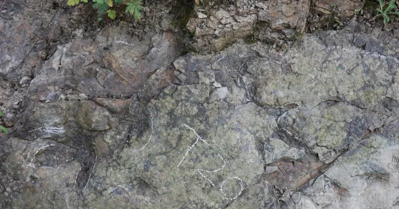 Следы динозавров возрастом около 200 млн лет нашли в Китае