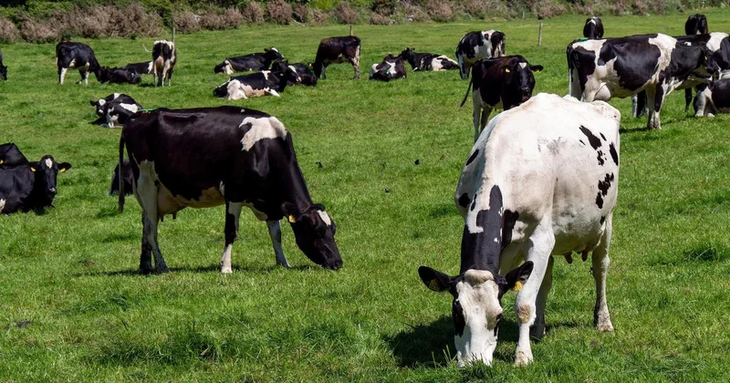 Это трагедия : на массовый падеж скота пожаловались жители Акмолинской области