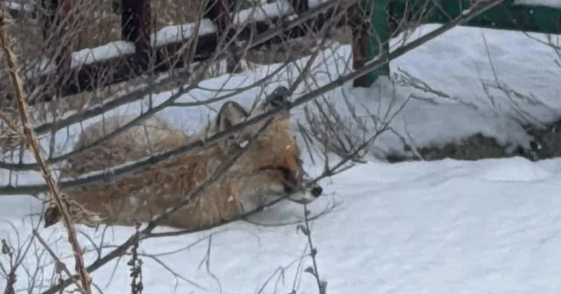 Лису заметили на территории Усть Каменогорска