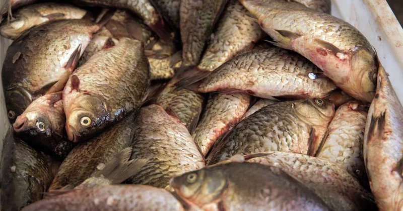 Казахстан нарастит переработку рыбы в 2026 году