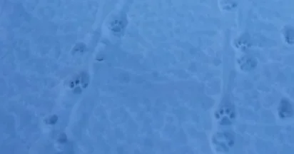 Алматы облысындағы Шелек өзенінің маңынан қар барысының ізі анықталды