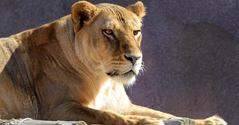 Алматы зообағы пайдаланылған шыршаларды қабылдай бастады