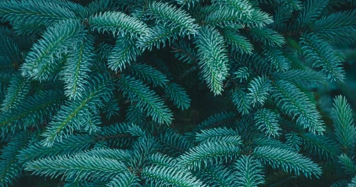 Акцию по приему использованных новогодних елок объявил Алматинский зоопарк