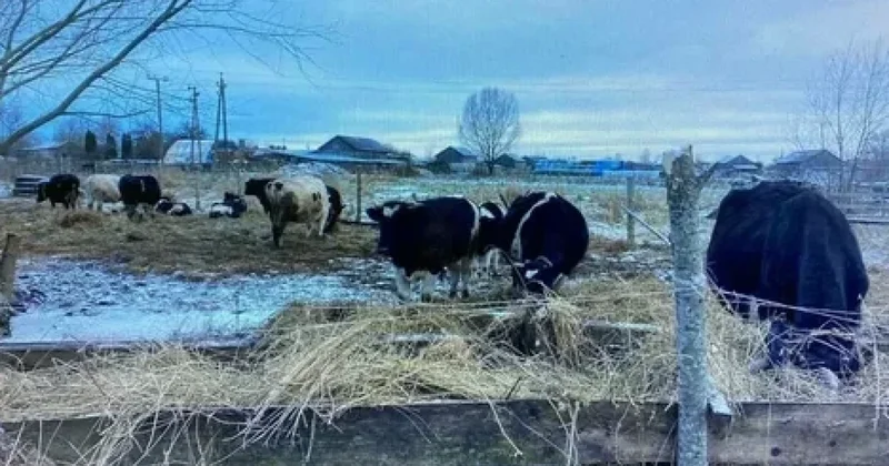 Қызылордада мал ұрлап, сойып жатқандар ұсталды