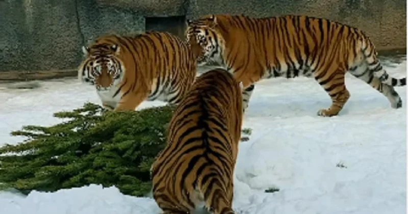 Не выбрасывайте елки : зоопарк Алматы обратился к жителям с необычной просьбой