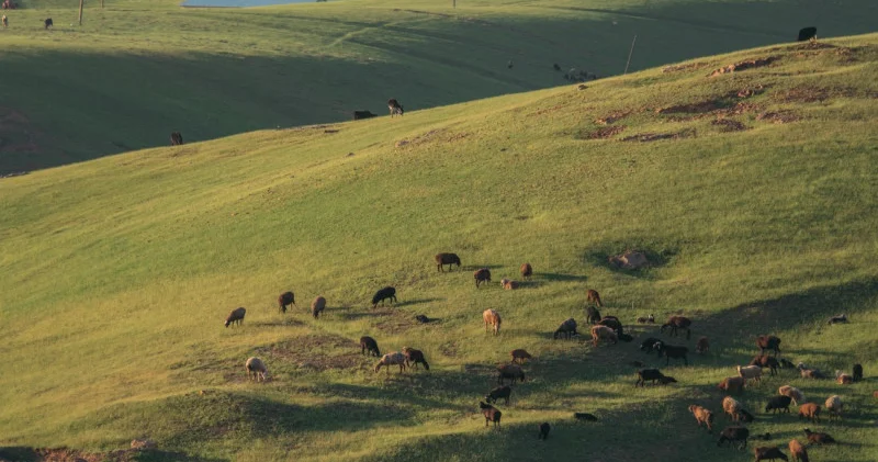Ақмола облысында құны 82 миллион теңге болатын жер телімдері мемлекетке қайтарылды