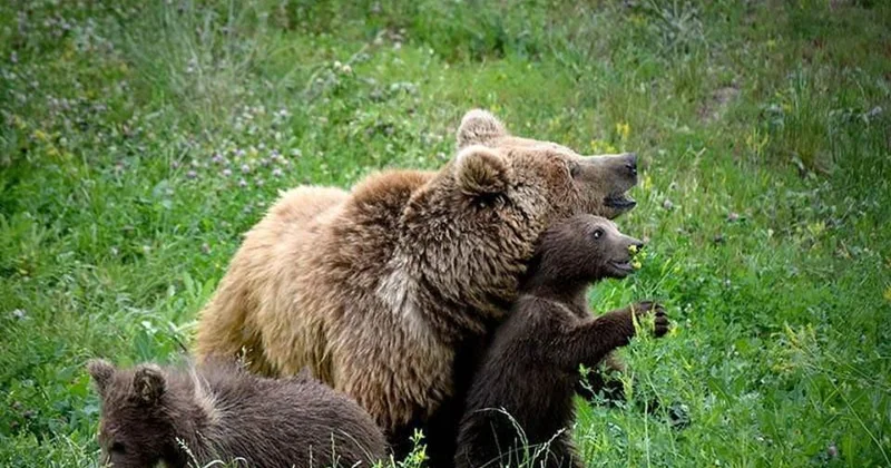 Алматинский зоопарк запустил экоакцию по приёму использованных новогодних ёлок