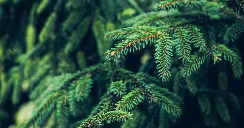 Алматинский зоопарк просит не выкидывать новогодние елки