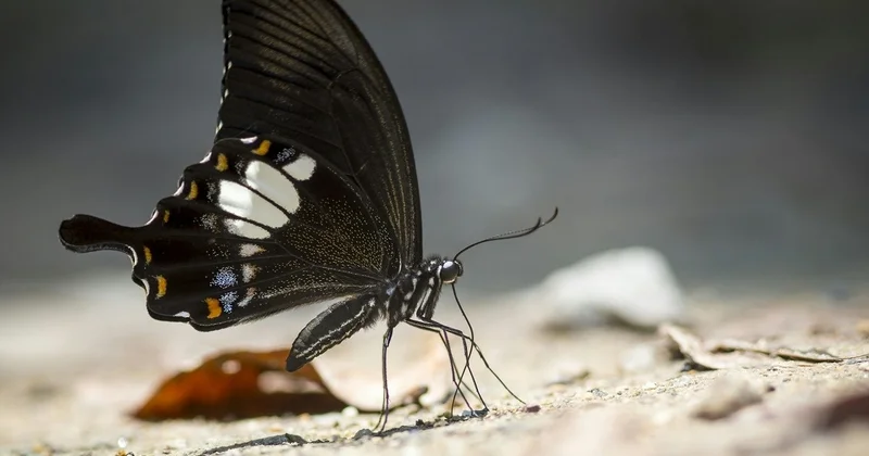 Қытайдың ғарыштық тәжірибесі: орбитада алғаш рет көбелек шықты