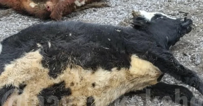 Массовый падёж скота в селе под Зерендой: причину не могут установить два месяца