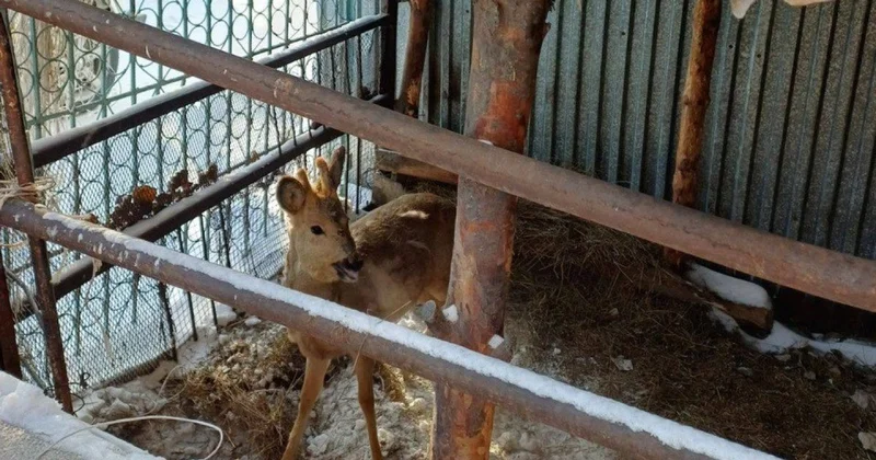 Косуля с ошейником пришла в гости к сельчанину в области Абай