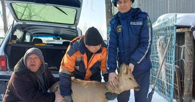 Семейде тұрғын үйдің ауласына Сібір елігі кіріп кетті