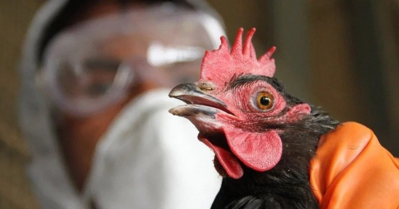 Оңтүстік Кореяда құс тұмауының өршуі: билік қауіпсіздік шараларын күшейтті