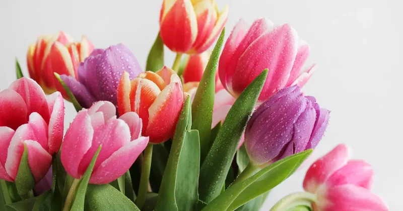 "Всё прекрасное в мире ассоциируется с образом женщины". Президент поздравил казахстанок с праздником