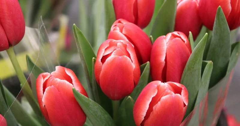 Женщина душа нации : Токаев поздравил казахстанок с 8 Марта