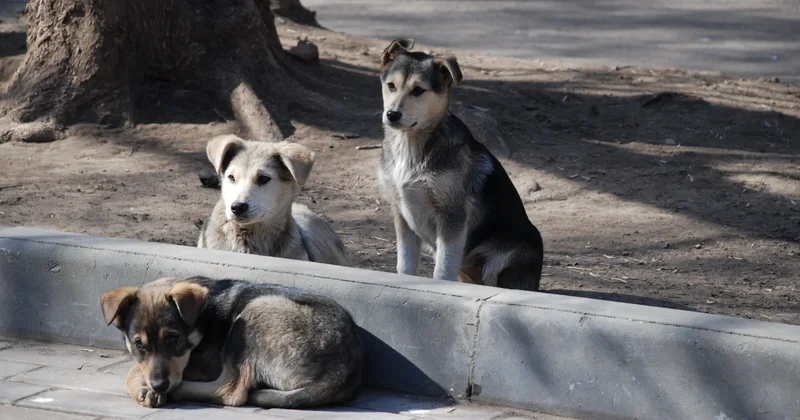 Депутат қаңғыбас иттерге қатысты қатаң шараларды түсіндірді