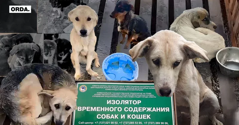 Сколько денег сэкономит государство, позволив убивать бродячих собак