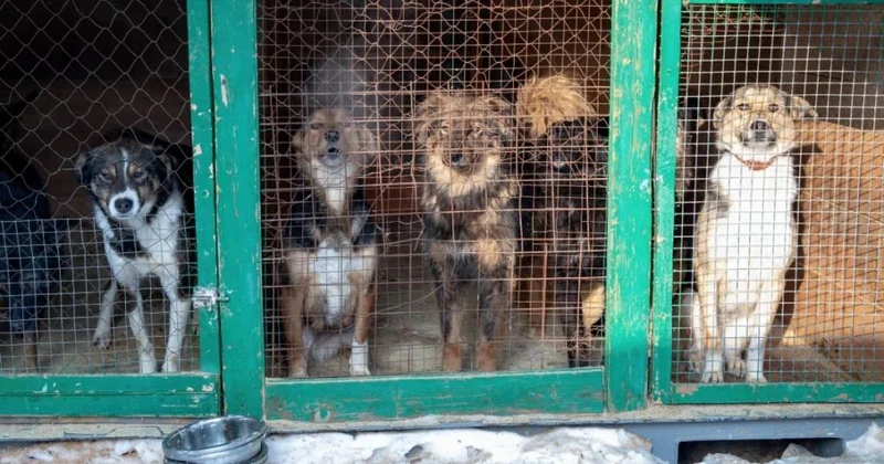 Общественникам дали право проверять условия содержания животных в приютах Мажилис принял закон