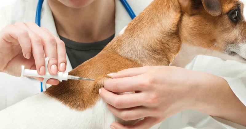 Үй жануарларын чиптеу: Жануарлар туралы жаңа заң бойынша иелердің жауапкершілігі күшейтіледі