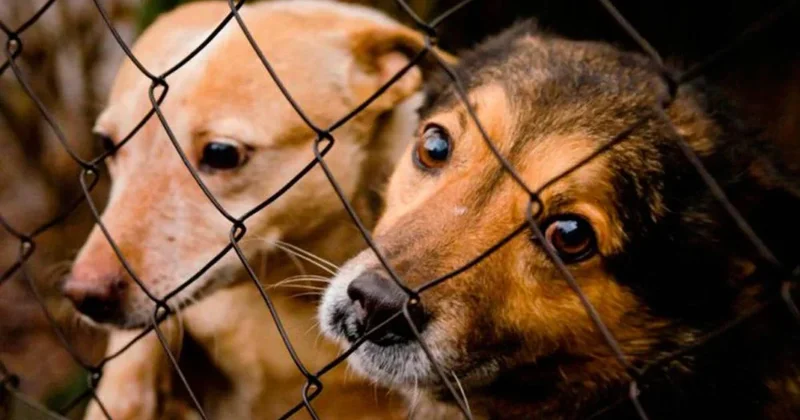 Қазақстанда иесіз жануарларды тегін вакцинациялау тоқтатылады