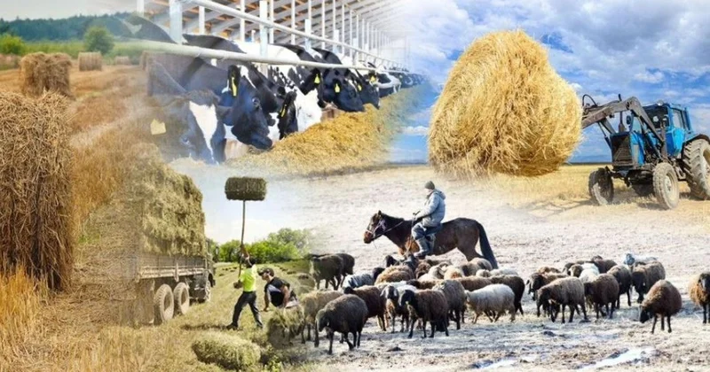 Қырғызстанда ауыл шаруашылығы қызметкерлерінің жалақысы өседі