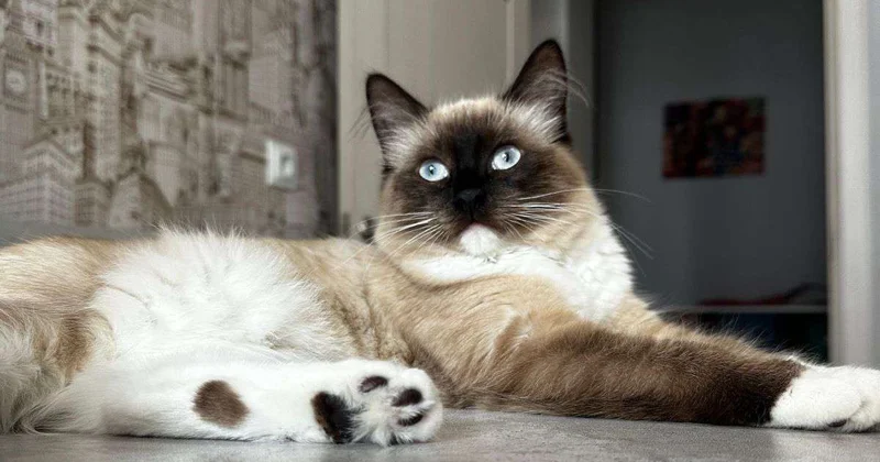 В Италии можно получить оплачиваемый отпуск по уходу за питомцем