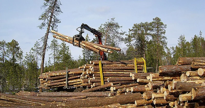 Ағаш өндірісіндегі игі бастама