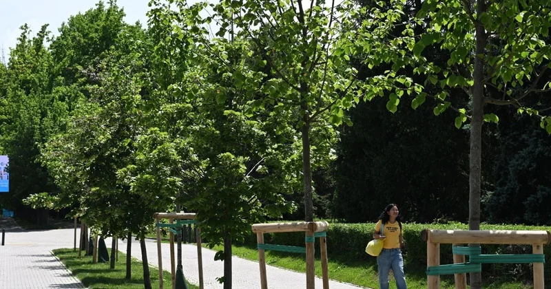 Алматыда жасыл желекті дәрілеу жұмысы басталды